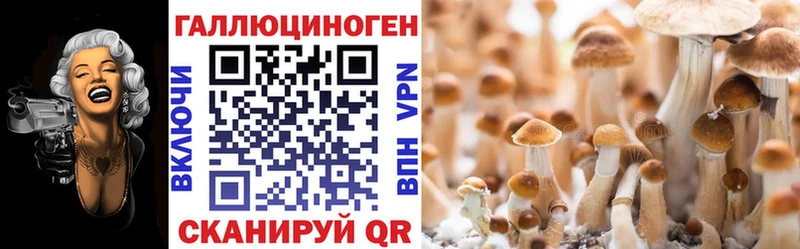 Галлюциногенные грибы Psilocybe  сколько стоит  Шагонар 